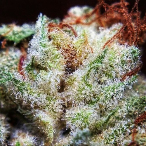 chronicchicks:  Thats some sticky icky 