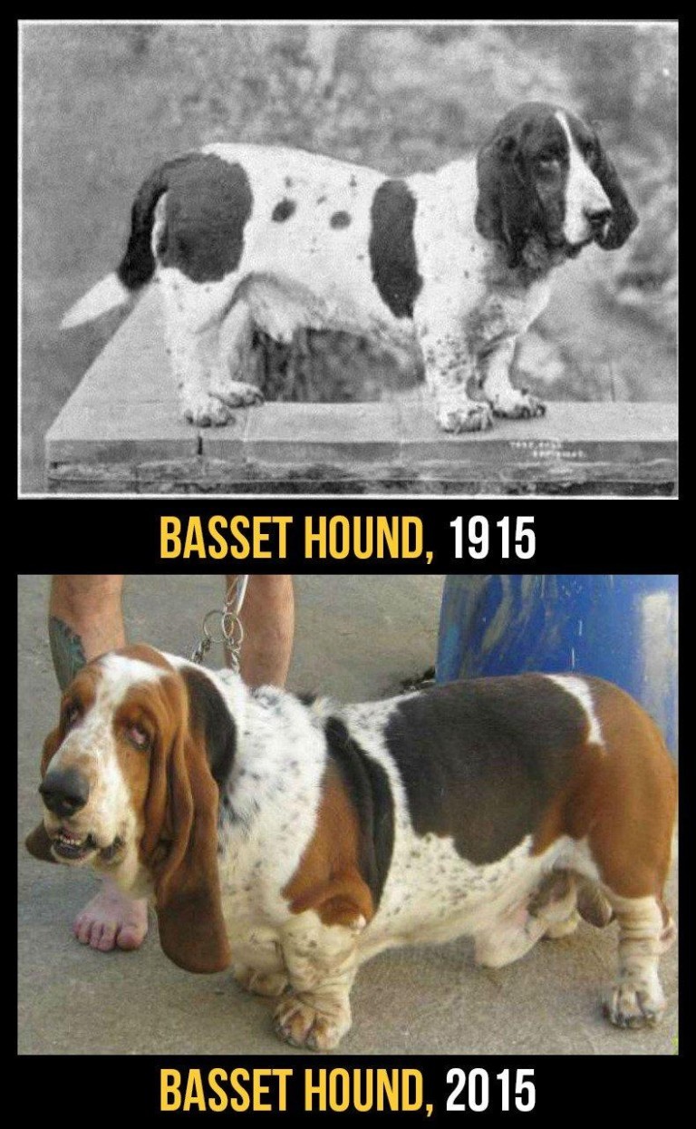 finofilipino:  El precio que tiene que pagar los perros de raza. 10 perros de raza
