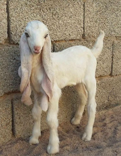 xxtc-96xx: darkpecockevan:  ileolai:  hollowedskin: why is this goat so pretty?? it’s like a fairy? what kind of goat is this??? It’s called a Gulabi, and if you want your heart broken, the adults look like this.    Oh My, So, I was Imagined about