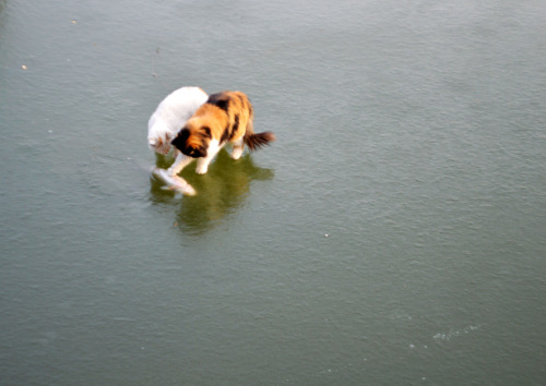 cornflakepizza:  19990620: Hope, Fish, DespairTwo hungry cats saw a big fish on the frozen lake park. They excitedly jump straight to the frozen lake where the fish away, to the front paw is caught is flexible, persevering fish separated by a layer of