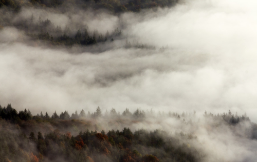 nubbsgalore:  an autumn fog moving through the forest. photos by (click pic) stefano baglioni, long bach nguyen, ivaylo ivanov, františek hanc, rafael kos, marin rak and paolo bolla