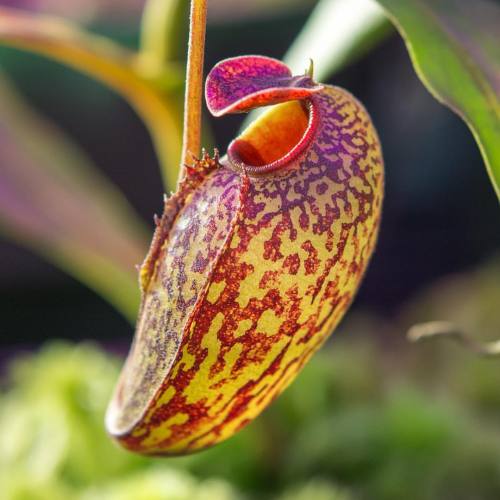 southbaytraps:Nepenthes Aristolochioides | Morning light macro#nepenthes #aristolochioides #carnivor