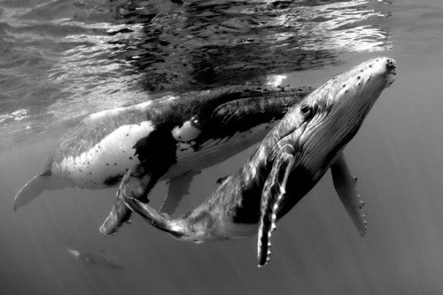 nature-madness:Humpback Whales | Douglas J Hoffman