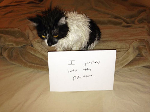 3-ducks-in-a-trenchcoat: emanantfeminine: awesome-picz: Asshole Cats Being Shamed For Their Crimes. 