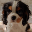 xxpuppybluesxx