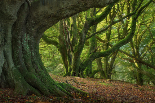 expressions-of-nature: Scotland by Gavin Hardcastle (www.fototripper.com)