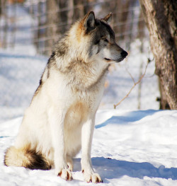 animals-plus-nature:  Loup gris by Anna MariaP on Flickr.