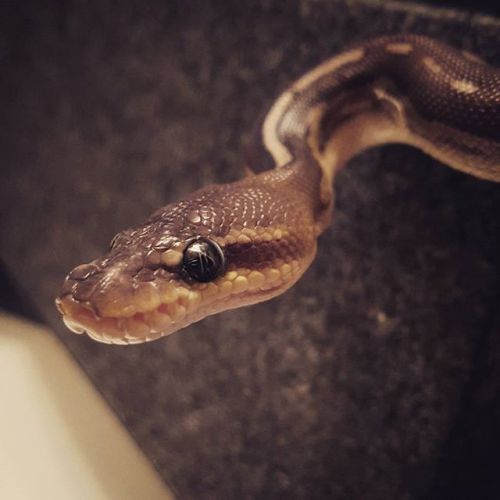 moth–ball:His eyes though.