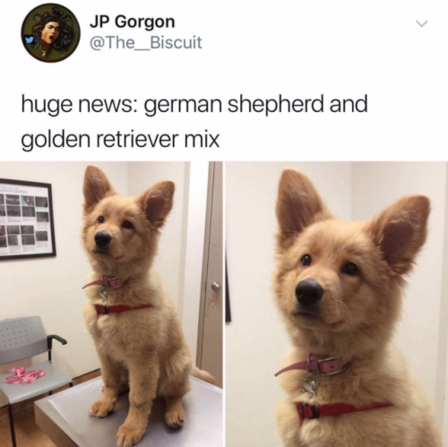 babyanimalgifs: Here’s the deal. I’m no dog scientist, but this is the fluffiest cute bubba I’ve eve