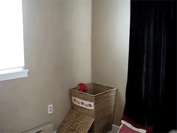 sizvideos:  Cat Helps with the Laundry - Video 