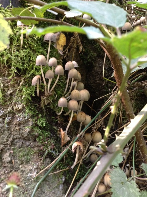 eumycota:  Thursday 