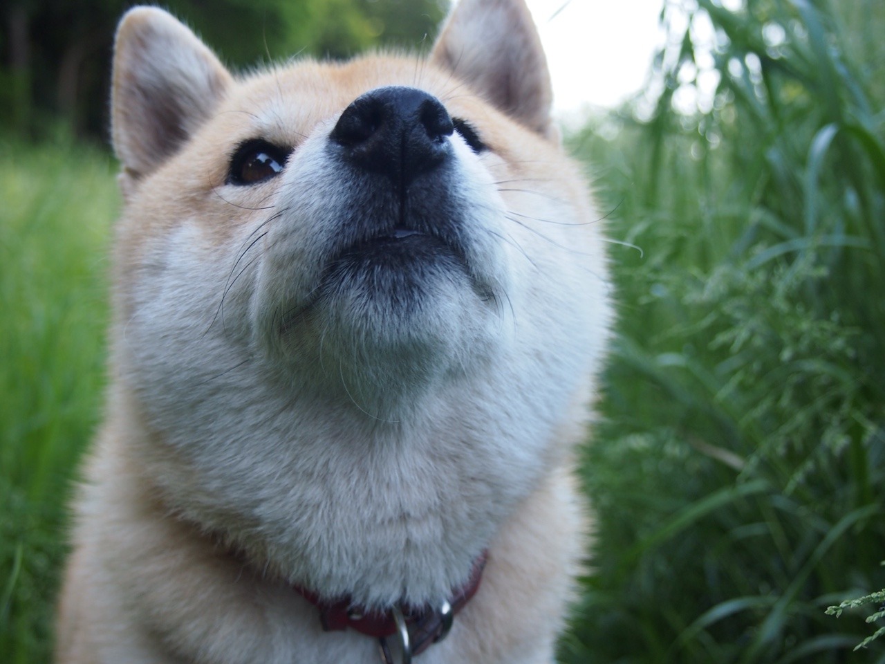 shibainu-komugi:  今日の柴犬の小麦さん #shiba #dog #komugi #柴犬