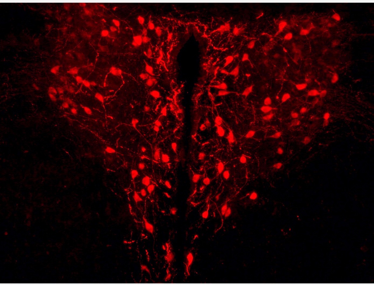 Intimacy visualised in the brain
This image shows a romantic and remarkable coincidence – neurons making the ‘love chemical’ oxytocin, structured in the shape of a heart within the brain.
Oxytocin gets its name because of the part it plays in social...