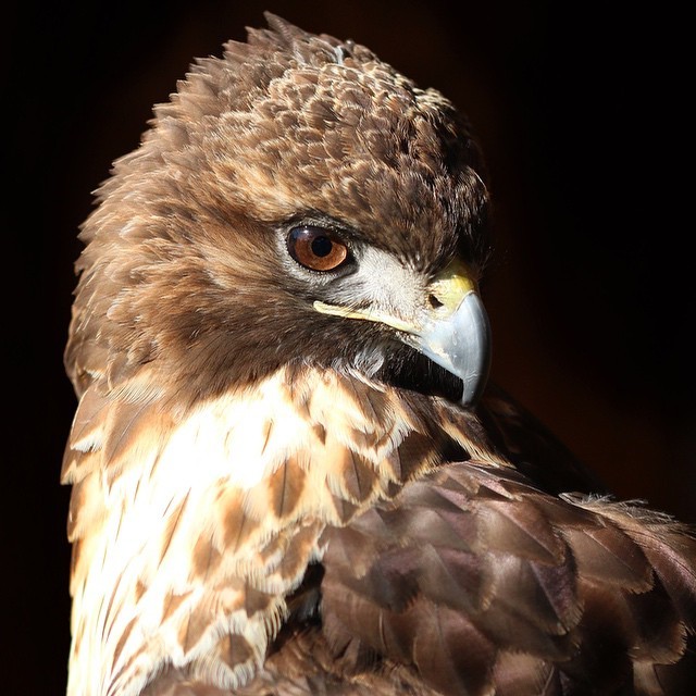 avianrecon:  Happy Friday 🎉 Izzy, a Red-tailed hawk, is here for Day 19! Red-tails
