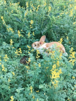 tearyplant:  coffeeandfoxes:Exploring the backyard this evening 🐇🌱  plant blog