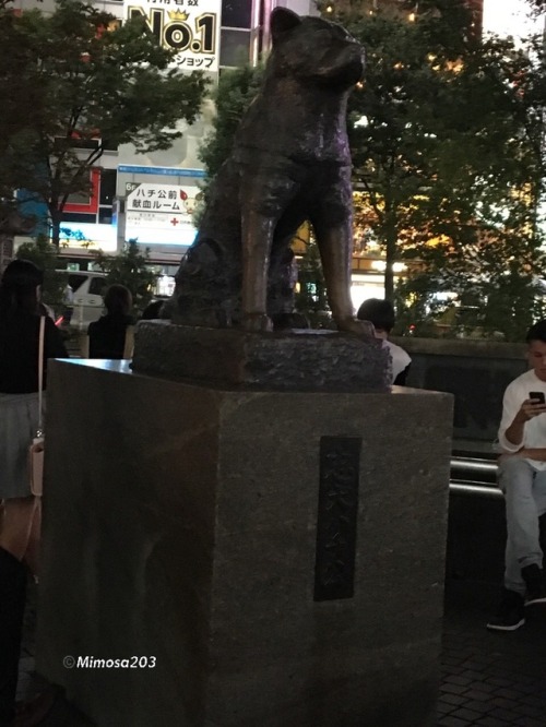 Hachiko statue,Shibuya, Japan /©️Mimosa203