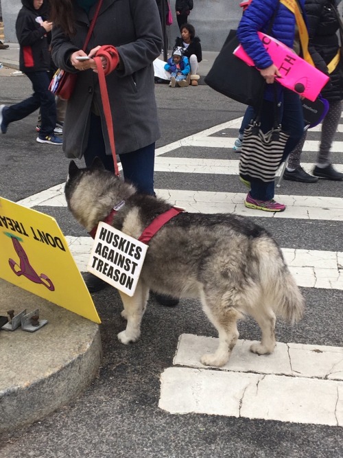 therunnersam: parttimesarah: I’m loving these protest pups! It’s ruff out there, good jo