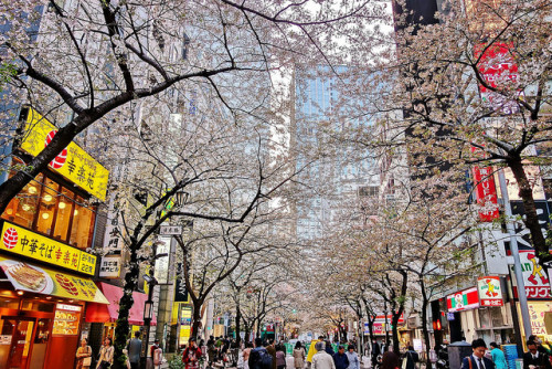 kerobear:  Sakura-street by namhdyk on Flickr. 