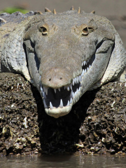 thepredatorblog:  American crocodile (by