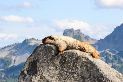 acourseofadventure:  Hard knocks of wild living. Mt. Rainier National Park, Washington. 07.2015