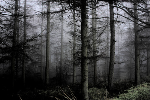 darkface: Spooky Forest (by jsynnott)