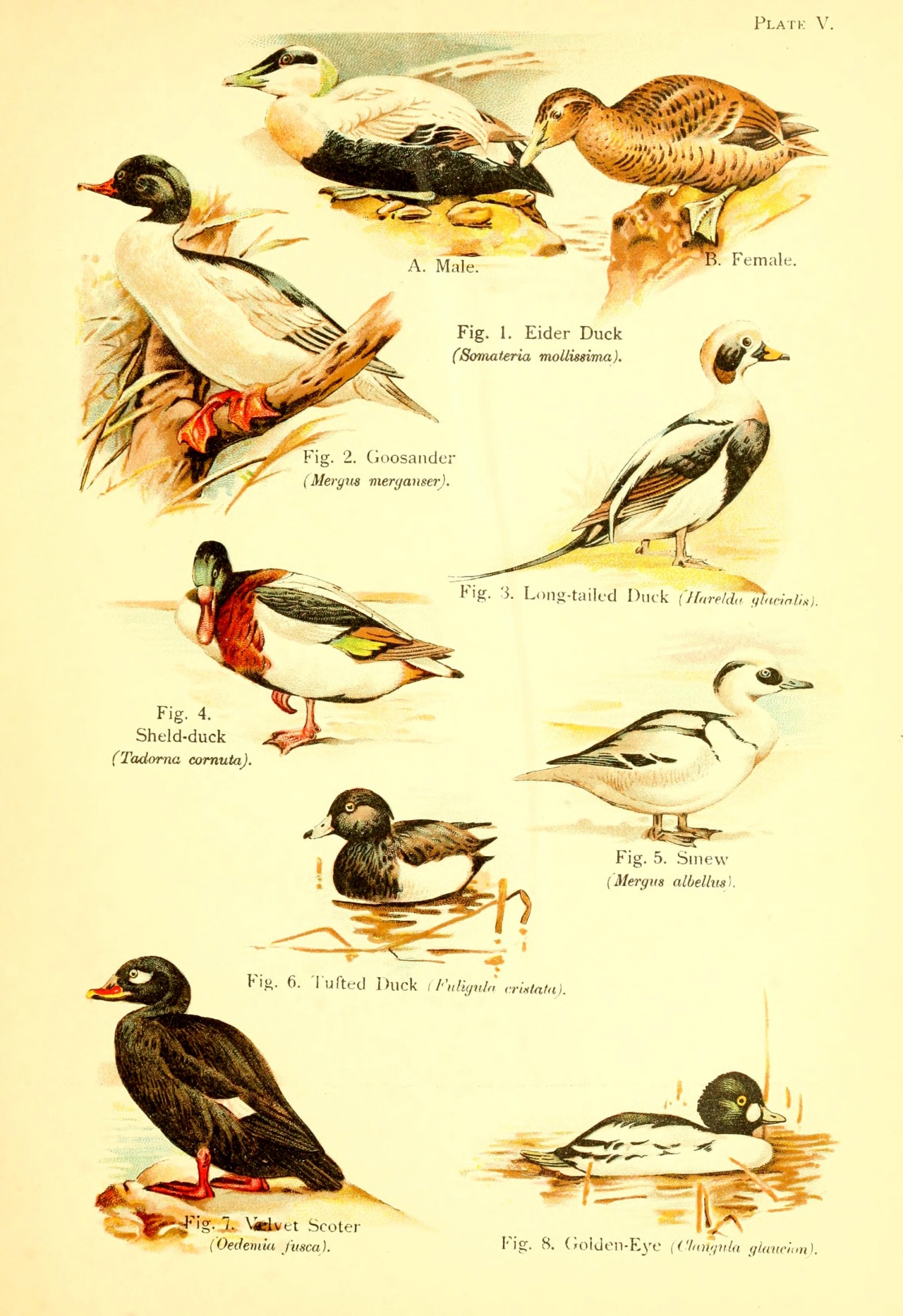 wapiti3:  A book of birds. ; By Pycraft, W. P. (William Plane), 1868-1942 on Flickr.