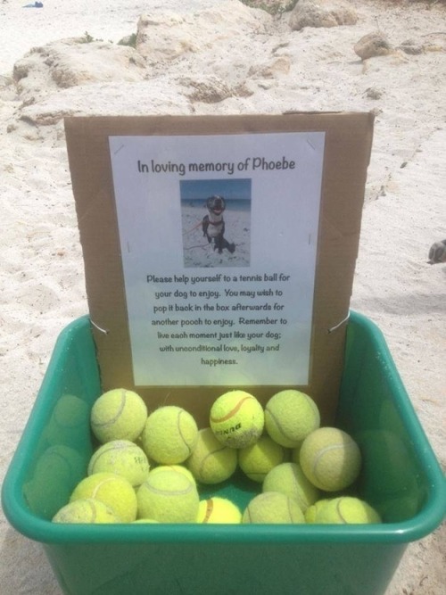 ungratefullittleshit:  Pictures That Will Make You Proud To Be A Human Being Again 