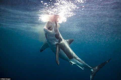 baronwittmann:  Great White Shark. 