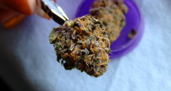 ithinkweeed:  Granddaddy Purp