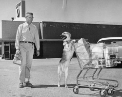 yesterdaysprint:Grocery Shopping, San Fernando Valley, California, 1958 Why did I suddenly think of the movie “A Boy And His Dog”?