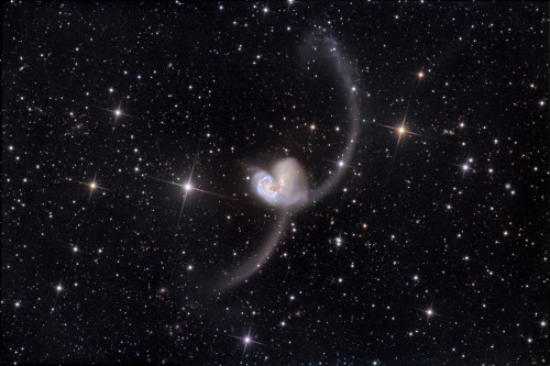 thatscienceguy: The Antennae Galaxies; (NGC 4038/4039) Also known as the Love Heart Galaxies, They a