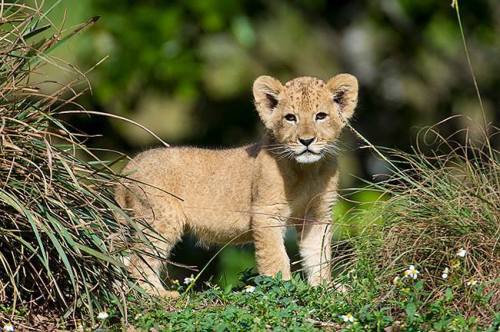 zooborns:  Zoo Miami’s Lion Cub Makes His First Public Apearance  For the first time in Zoo Miami history, a Lioness and her cub went on public exhibit together. First-time mother Asha and her three month old male cub K’wasi thrilled zoo guests last