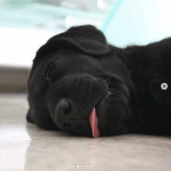 babyanimalgifs:  Sleeping cuties