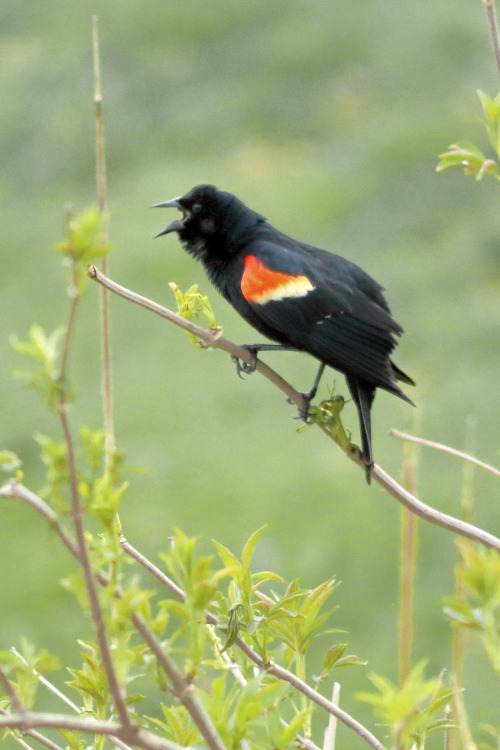 A blackbird sings full-throatedly, for a mate. 