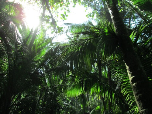 tropiccaal:More rainforest