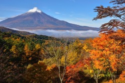 todayintokyo:  Mount Fuji in autumn, from