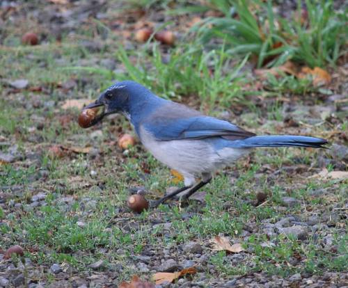 Western scrub jay (Aphelocoma californica). They typically live near oaks and depend on the acorns a