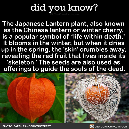 did-you-know:The Japanese Lantern plant, also known  as the Chinese lantern or winter cherry,  is a 