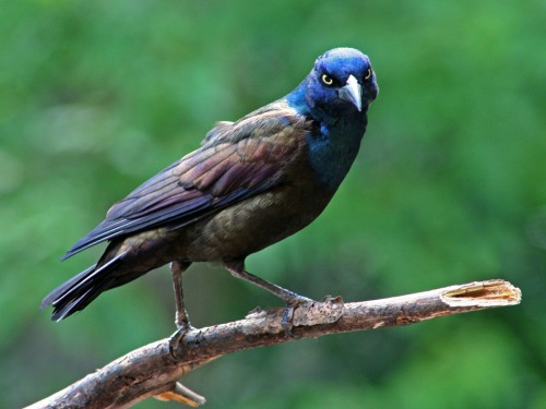 dollsahoy: beansproutmomo: parliamentrook: grackles are such fancy asshole birds, I love them photo 