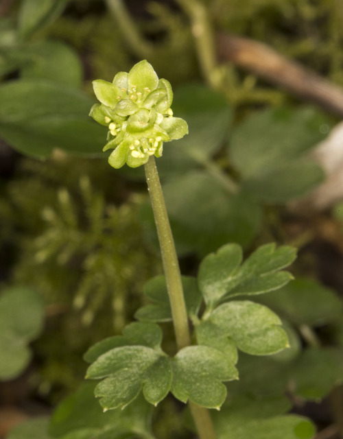 Moschatel or Town-hall Clock, Adoxa moschatellina.