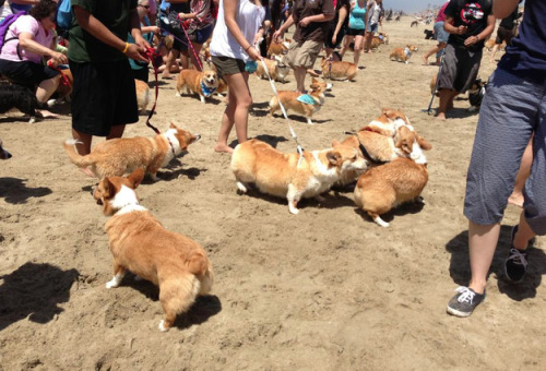 darlenesgrumblr:OMG a corgi beach party in SoCal.  WHERE WAS I???clickity click click