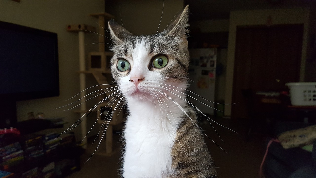 dontmakemechokeaginge: cursedcatimages:  This is Thomas and what she lacks in a chin