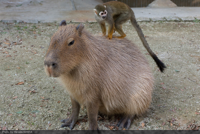http://animalssittingoncapybaras.tumblr.com