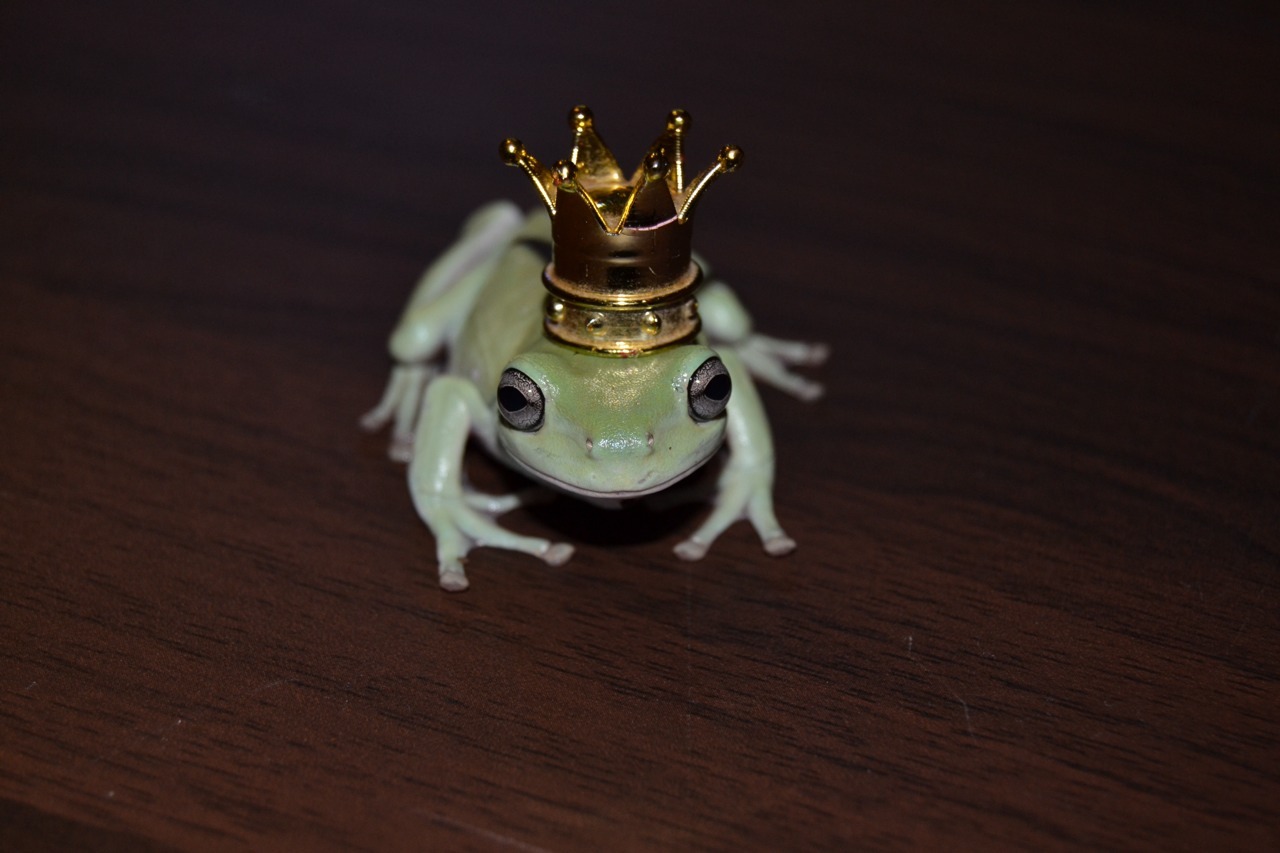 bearonaise:  mommarowen:  Nova was the first to wear the crown. Just look at these