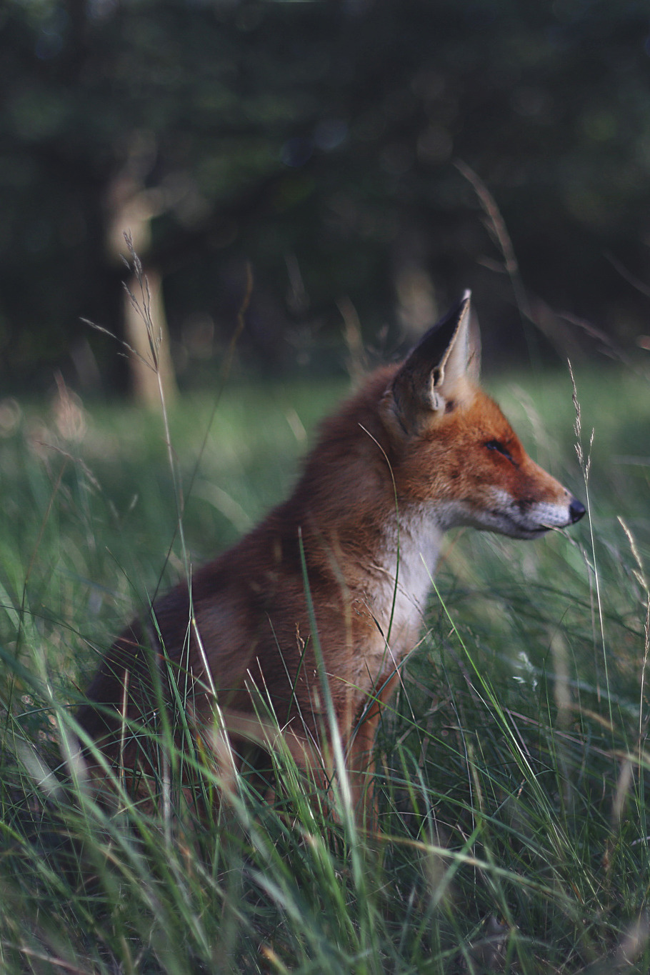 aoavessu:  Foto by randompic Tumblr 