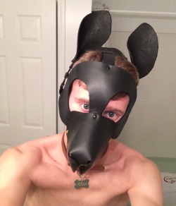 the-pup-hoodie:  Puppy got a tag! *wags happily*