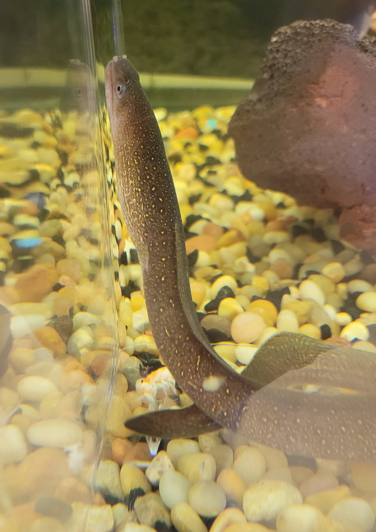 Fish Community — An uncommon find at Petco today Mud Morays