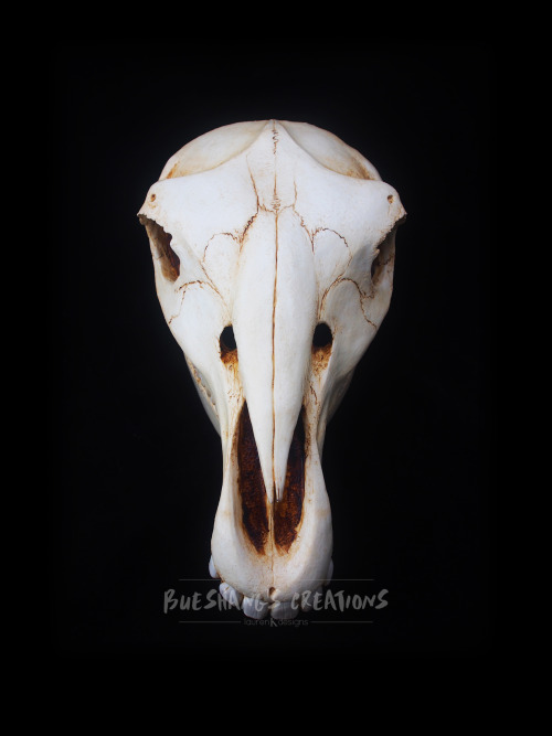 My newest mask is finally done! Meet the majestic horse skull, perfect for all you Mari Lwyd needs.T