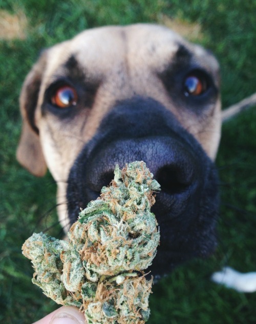 princessdabber:  doggy knows what’s dank 