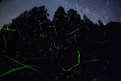 asylum-art:  Japan’s Natural Light Shows Photographed by Takehito Miyatake Japanese photographer Takehito Miyatake’s photos of magical firefly trails, glowing squid and awe-inspiring volcanic eruptions has recently won him Grand Prize at the 2014